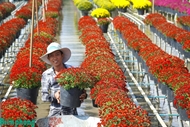 Sa Dec flower village farmers gear up for Lunar New Year season
